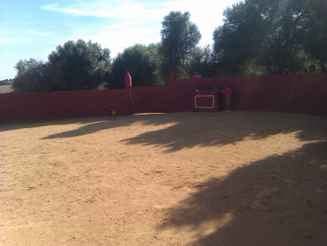 Vaquilla sola en la arena